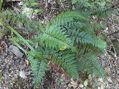 Polystichum neozelandicum