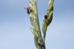 Urochloa glumaris
