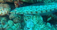 Parapercis clathrata