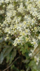 Clematis gouriana
