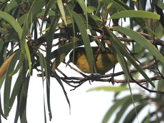Chlorodrepanis flava