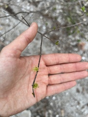 Forestiera segregata