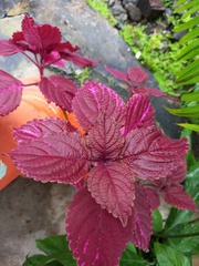 Coleus scutellarioides