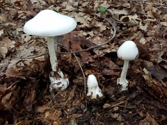 Amanita elliptosperma