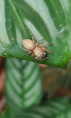 Cytaea