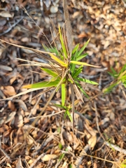 Dichanthelium scabriusculum