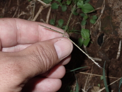 Chloris divaricata cynodontoides