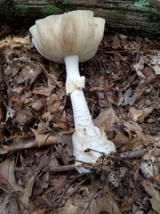 Amanita elliptosperma