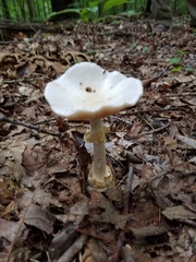 Amanita elliptosperma