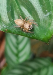 Cytaea