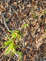 Dichanthelium scabriusculum