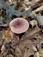 Lactarius mutabilis