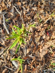 Dichanthelium scabriusculum