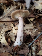 Lactarius mutabilis