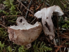 Phellodon violascens