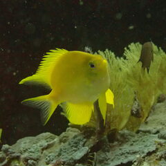 Amblyglyphidodon aureus