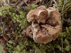 Phellodon violascens