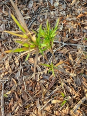 Dichanthelium scabriusculum