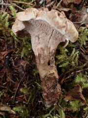 Phellodon violascens