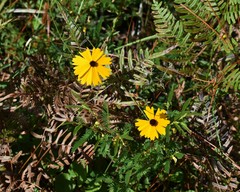 Coreopsis gladiata