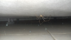 Physocyclus globosus
