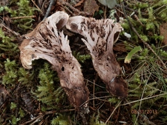 Phellodon violascens