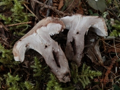 Phellodon violascens