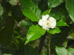 Tabernaemontana divaricata