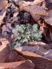 Usnea strigosa