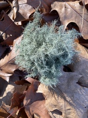 Usnea strigosa