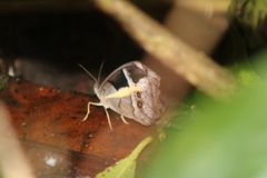 Posttaygetis penelea