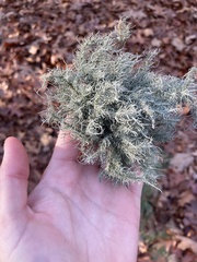 Usnea strigosa