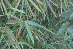 Bambusa vulgaris