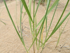 Elymus farctus
