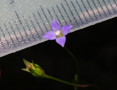 Wahlenbergia gracilenta