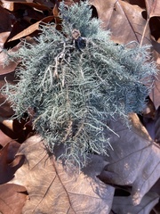 Usnea strigosa