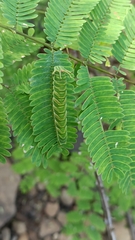 Polyura bharata