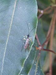 Sericopimpla