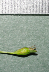Wahlenbergia gracilenta