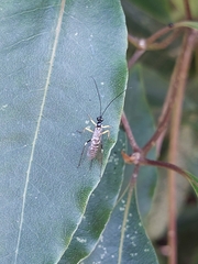Sericopimpla