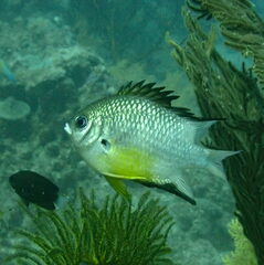 Amblyglyphidodon leucogaster