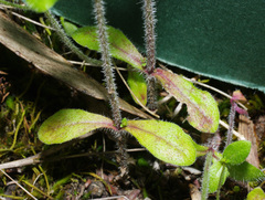 Wahlenbergia gracilenta