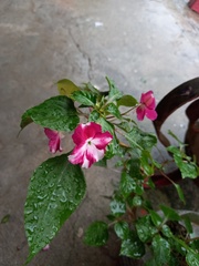Impatiens walleriana