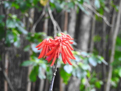 Erythrina americana