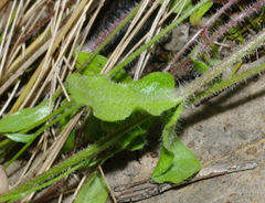 Wahlenbergia gracilenta