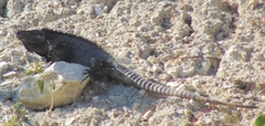 Iguanidae