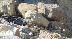 Iguanidae