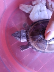 Kinosternon hirtipes