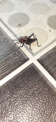 Taeniopoda varipennis