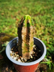 Trichocereeae